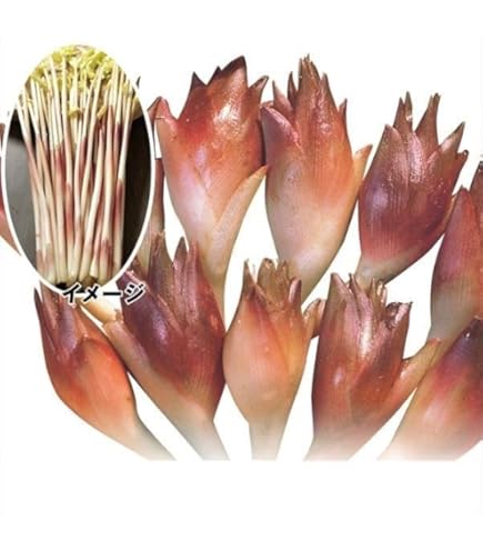 Amazon.co.jp: 秋みょうが 2株 種株 種球根 家庭菜園 みょうが 茗荷